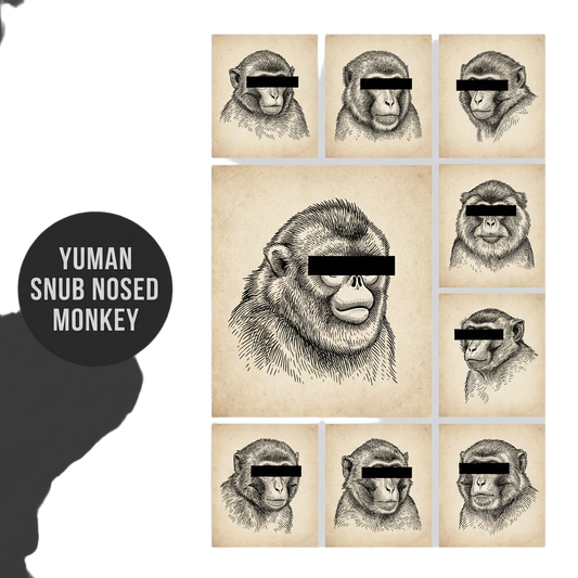 Yuman Snub Nosed Monkey