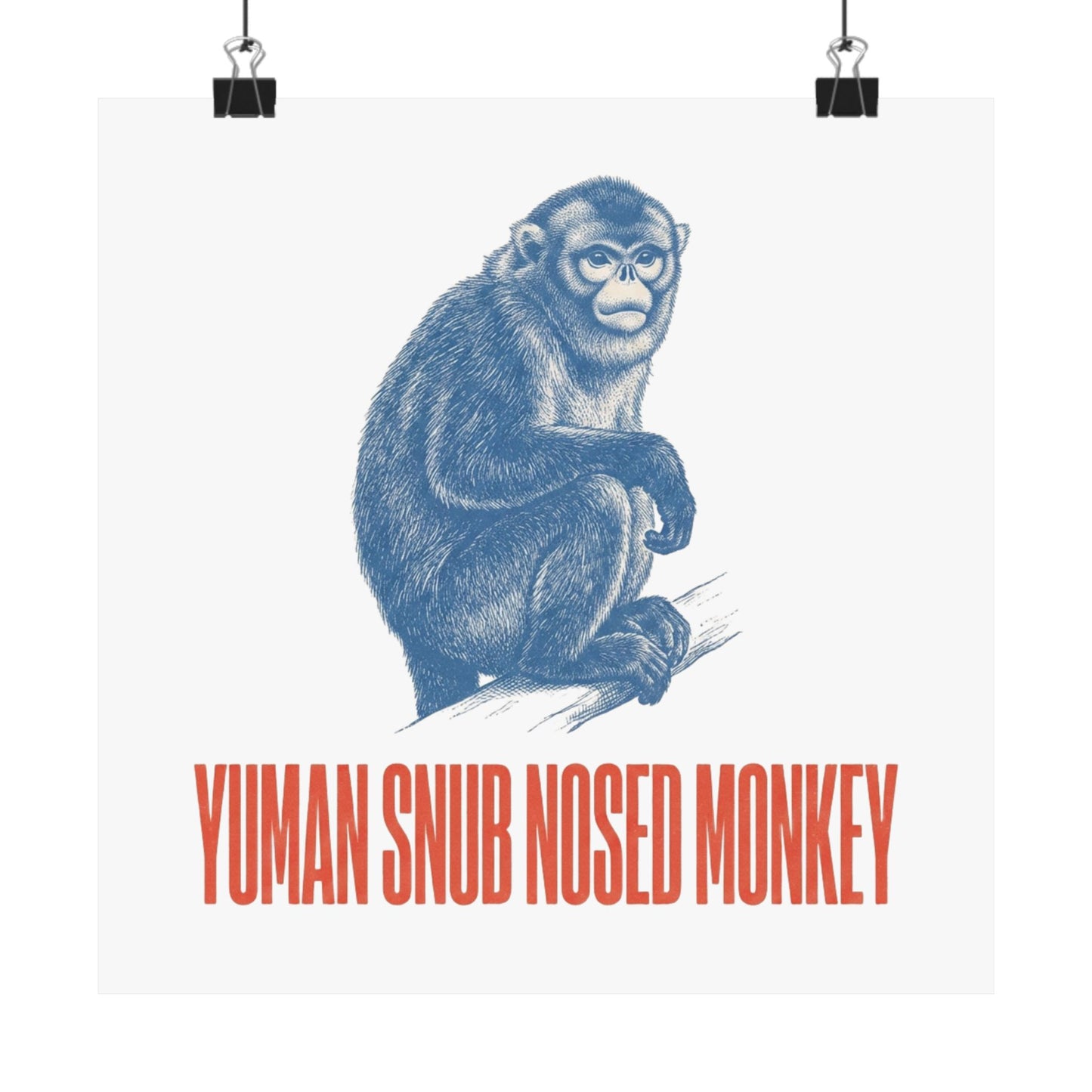 Yuman Snub Nosed Monkey