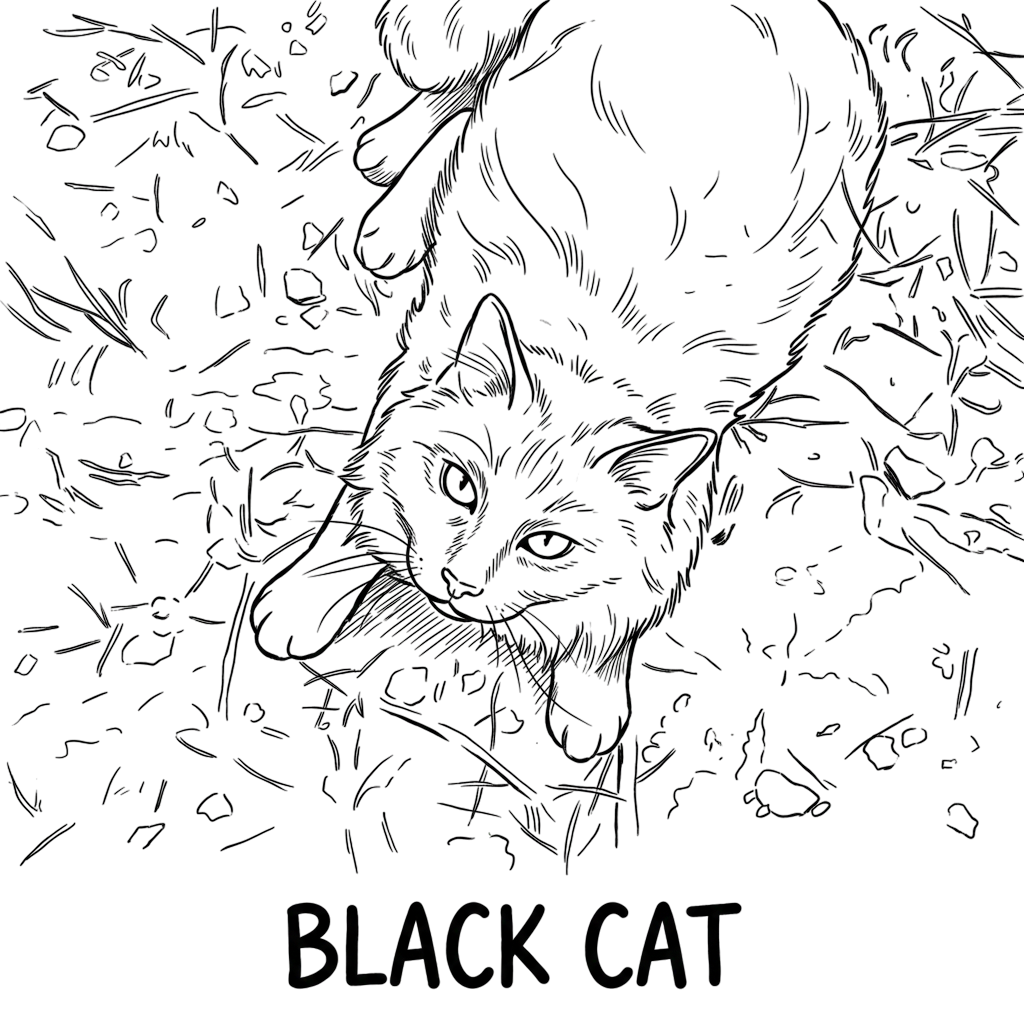 Black Cat