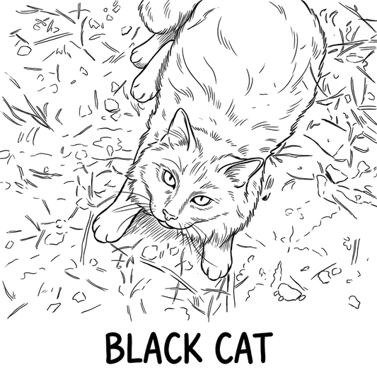 Black Cat